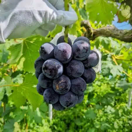 岡山県吉備中央町産 ニューピオーネ(種なし・大粒・2kg) 岡山県吉備中央町産 ニューピオーネ(種なし・大粒・2kg)