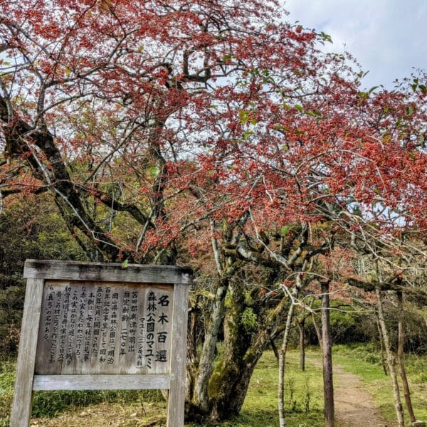 岡山県立森林公園｜いのちと静けさに出会う森 - 画像 (3)